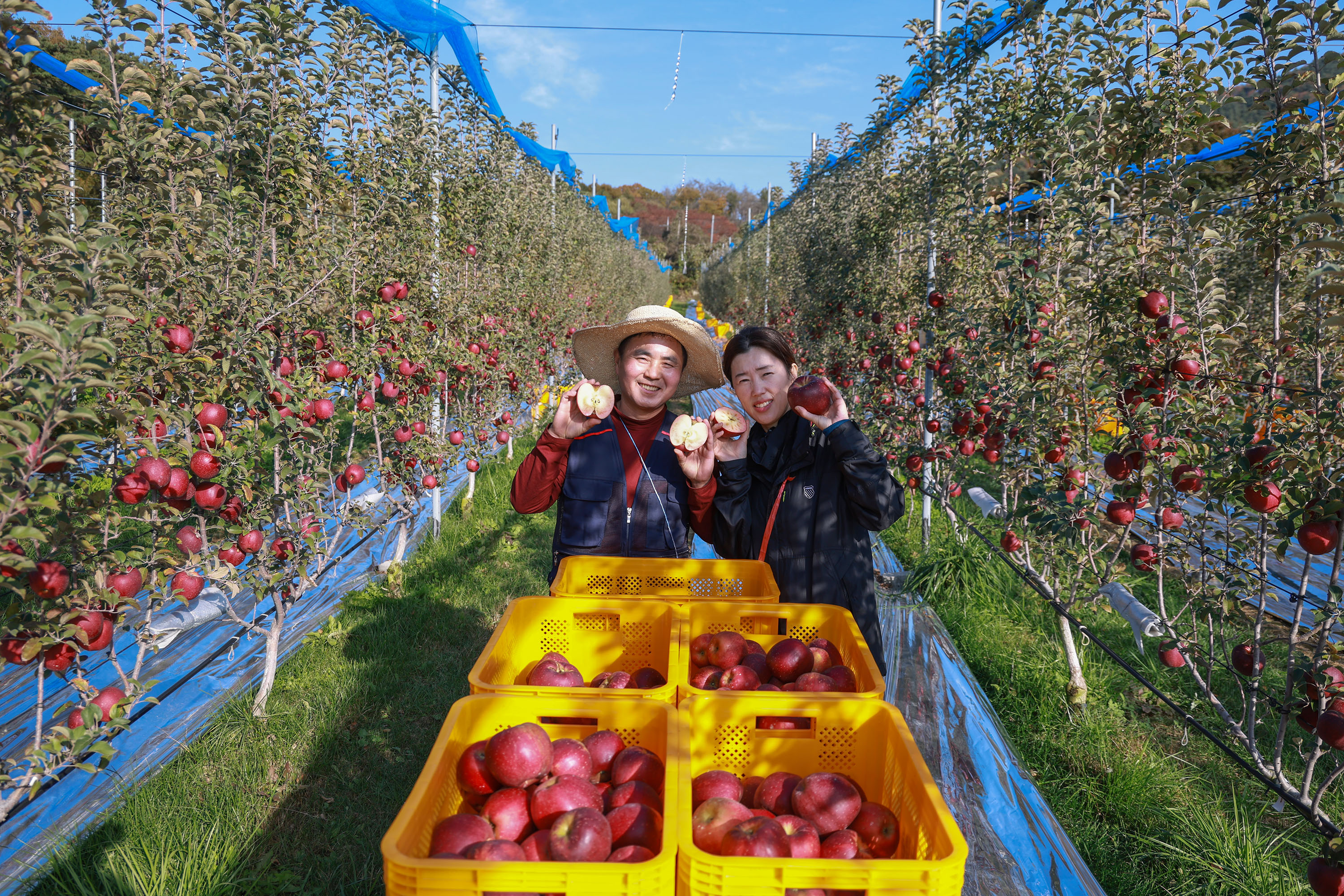 “속이 빨갛네!”…산청군 엔부사과 본격출하 이미지