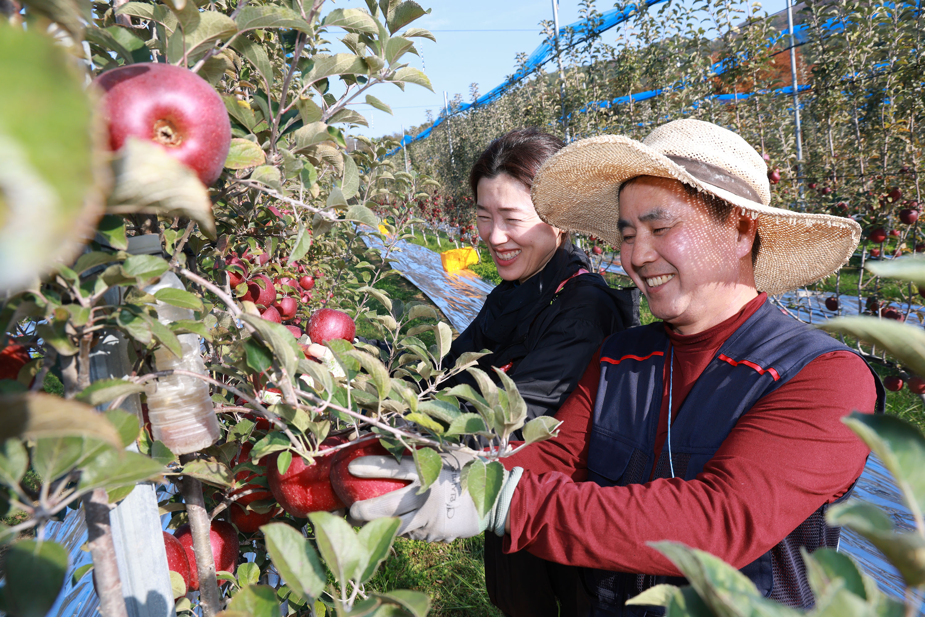 “속이 빨갛네!”…산청군 엔부사과 본격출하 4