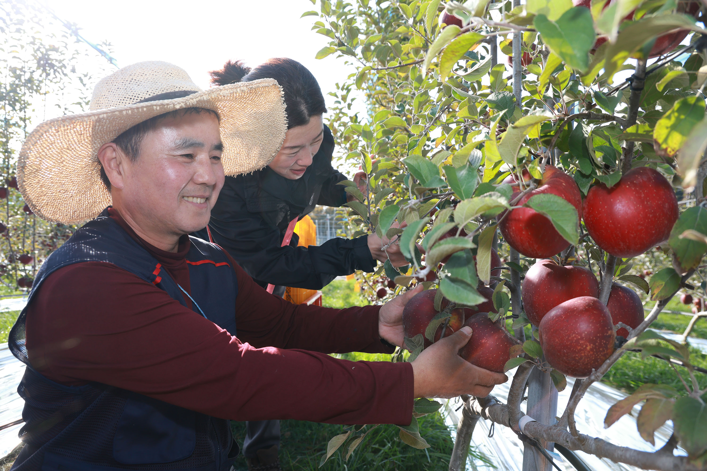 “속이 빨갛네!”…산청군 엔부사과 본격출하 5