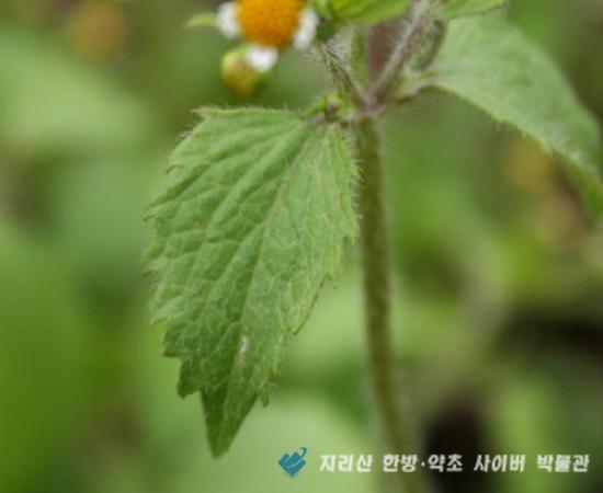 진득찰 관련이미지