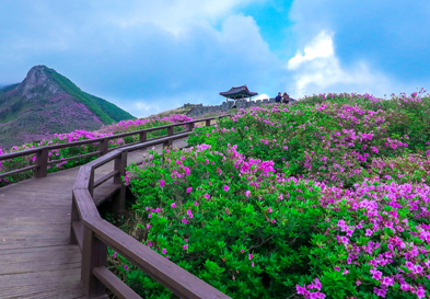 Hwangmaesan Mountain Royal Azalea Festival image
