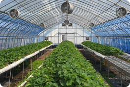 딸기 육묘장시설